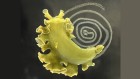 ‘Wildest thing’: solar-powered slug steals chloroplasts and stores them for emergencies