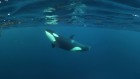 Killer whales exfoliate each other with home-made scrubbers