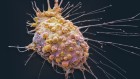 Can AI build a virtual cell? Scientists race to model life’s smallest unit
