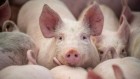 Poo of farm animals teems with drug-resistance genes
