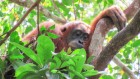 Natural nappers: monitoring the sleeping patterns of wild orangutans