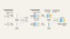 Deciphering how dog roses with an odd chromosome copy number sexually reproduce