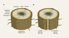 Injured plants use gaseous cues to initiate repair of their outer layers