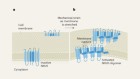 Breaking point: mechanical stress helps NINJ1 protein to rupture membranes