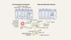 Allergy-triggering proteins share a common characteristic
