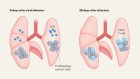 Inflammation during viral infection can rouse dormant cancer cells
