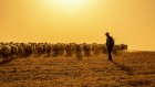 Animal diseases leapt to humans when we started keeping livestock