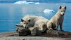 Centuries-old DNA reveals origins of Greenland’s unique dogs