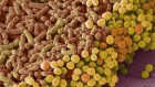 Found: a human gut microbe that makes cancer therapy more effective in mice