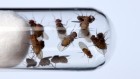 Giant study finds a research field that’s mostly reproducible