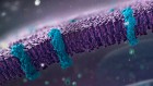 SMART tool builds proteins on cell surfaces