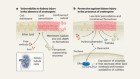 Oestrogen defends against kidney damage caused by iron-dependent cell death