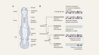 The perplexing body plan of arrow worms decoded
