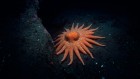 Mystery of billions of sea-star deaths solved at last