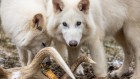 This company claimed to ‘de-extinct’ dire wolves. Then the fighting started.
