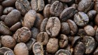 Mysterious coffee species turns out to be a blend