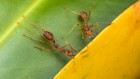 Super-efficient teamwork is possible — if you’re an ant