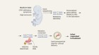 A baby benefits from personalized gene editing in the clinic
