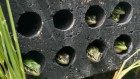 A sit in the sauna can save endangered frogs