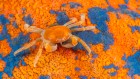 The vibrant colours of a house-hunting crab — August’s best science image