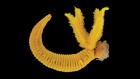 This deep-sea worm creates a toxic yellow pigment found in Rembrandt and Cézanne paintings
