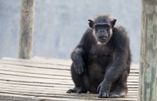 NIH releases plan for determining whether sick research chimps should be moved to sanctuaries