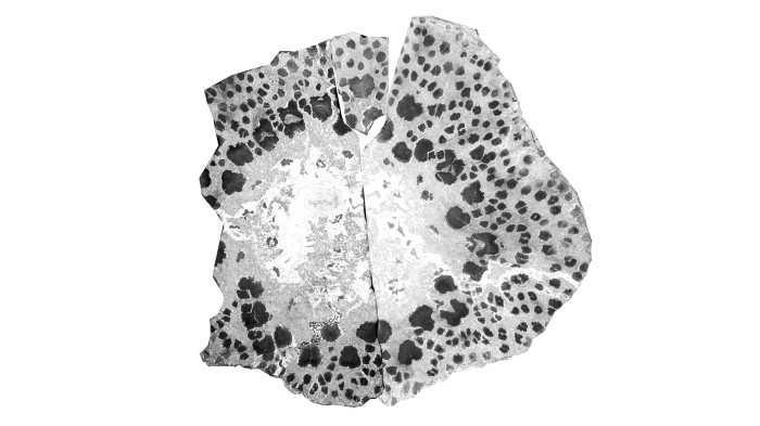 These fossils were discovered in summer 2012, and researchers worked for five years to unpick their significance.